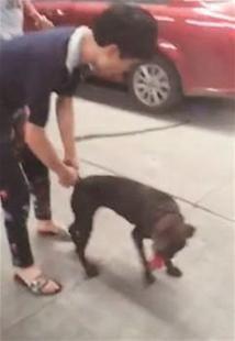 爆料狗狗打架视频大全集,盘点全网热门打架视频合集 第3张 爆料狗狗打架视频大全集,盘点全网热门打架视频合集 第3张